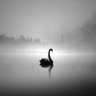 Profilbild von The Black Swan