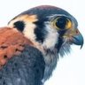 DJE's profile picture