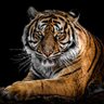 Фото профиля Stijn Oerde
