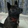 ちびわんこ's profile picture