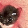 Animationgal 111 的头像
