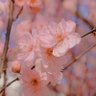 Фото профиля あんにん みゆ