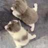 Фото профиля つるが ゆき