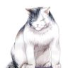 Фото профиля le chat balafré
