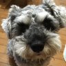 めえ♪/りきまる's profile picture