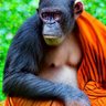 Profilbild von apelikemonk