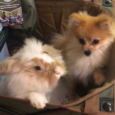 ぽめちゃ's profile picture