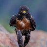 Фото профиля ahmedjary