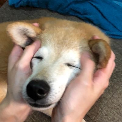 sukisukiwanko11's profile picture