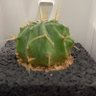 サボテン少尉 的头像
