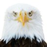 Profilbild von Vigilance et contrôle 🦅🇨🇵 🇺🇦