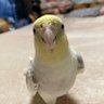マロちゃん profil fotoğrafı