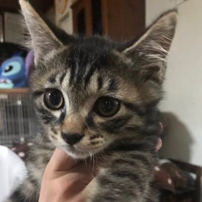 れんげ's profile picture