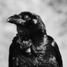 Corvo do Poe & do Sandman's profile picture