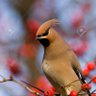 Profilbild von EL PAJARO ESPINO