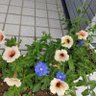 よっちゃん 的头像