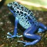 ヤドクガエル profil fotoğrafı