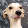 Ratoueiro's profile picture