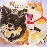チワワのココア9/4❤️ミュウ4/26 profil fotoğrafı
