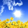 PleinSoleil profil fotoğrafı