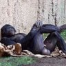 C Harrah profil fotoğrafı