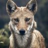 Фото профиля ElCoyote