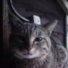 Profilbild von chie