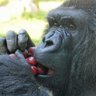 Profilbild von かずくん🦍