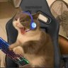 Godzilla's profile picture
