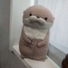 こつめ profil fotoğrafı