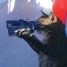Тесла на газу's profile picture