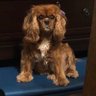 Bella Roux (Soupbone) profil fotoğrafı