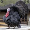 Papa Nii profil fotoğrafı
