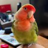 みけ profil fotoğrafı