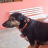 Milionário de esquerda's profile picture