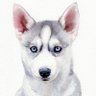 Jaksu profil fotoğrafı