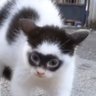 Elgatomascarado 的头像