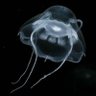 Jellyfish 的头像