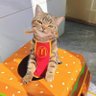 NoodleCat's profile picture