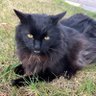 Profilbild von Greenie