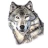 Profilbild von Siddharta