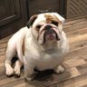 Profilbild von Bubba Rhodes