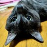 さくら's profile picture
