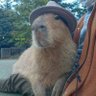 elcapivara's profile picture