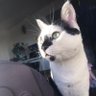 Profilbild von ume0084