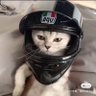老脸一红's profile picture