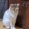 Фото профиля の゛