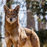 redwolf 的头像