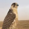 Фото профиля منوخ الحربي