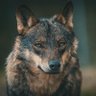 Profilbild von Fernando🐺